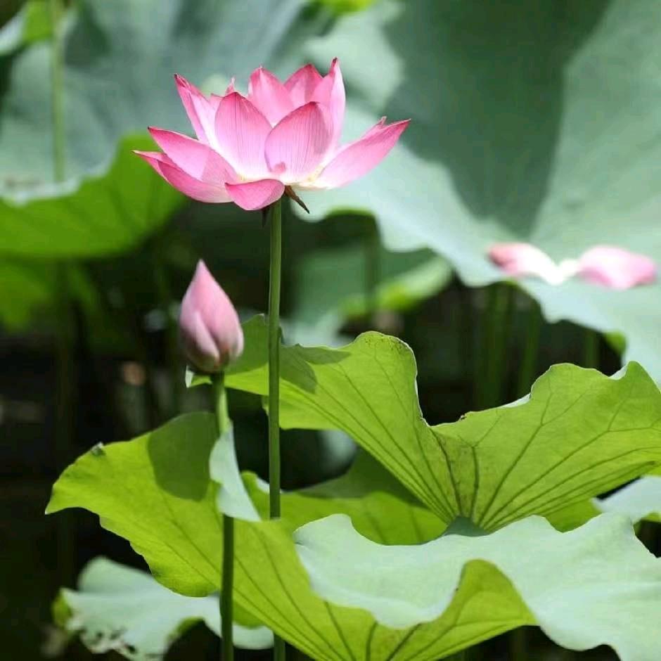 @知足常乐