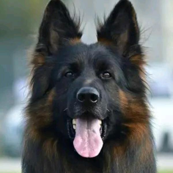 山西乐宠犬业.