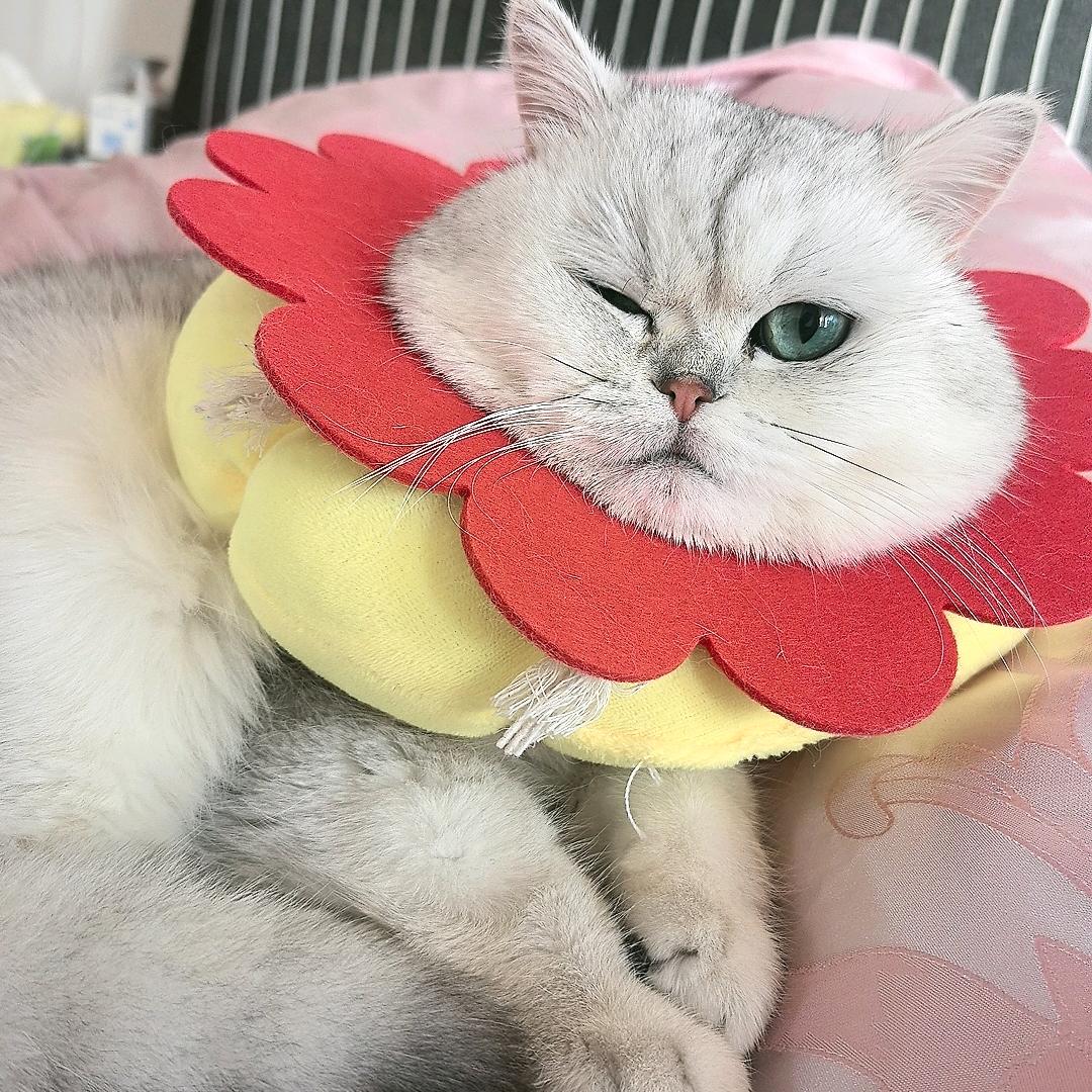 小波妞🥰🥰