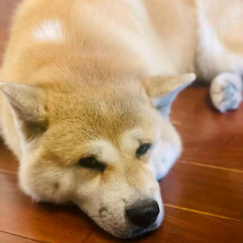 坦克，查理王