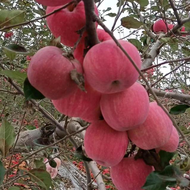 昌丰农业