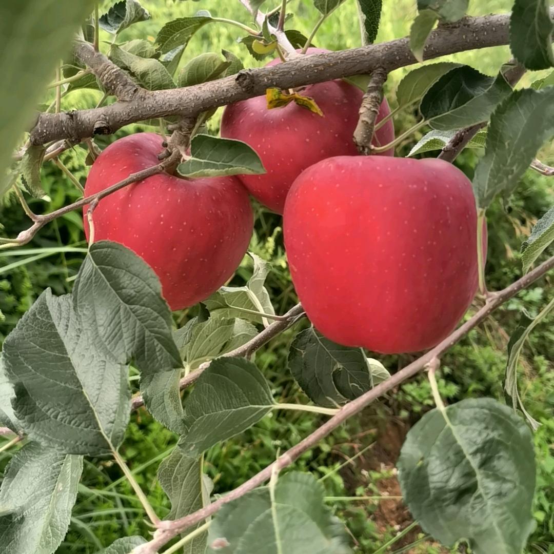 大自然的搬运工