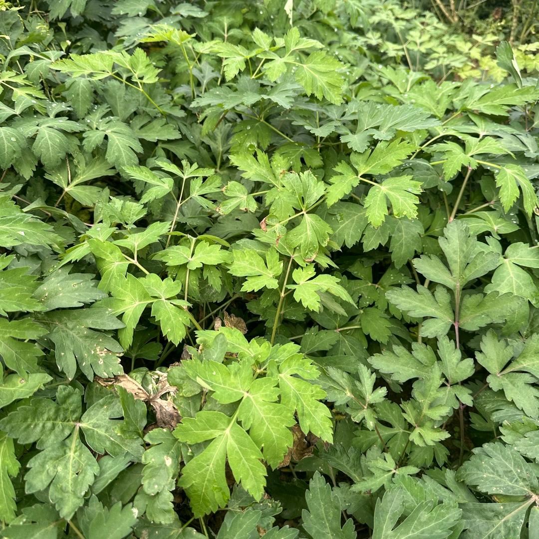 白花钱胡，收购厂家