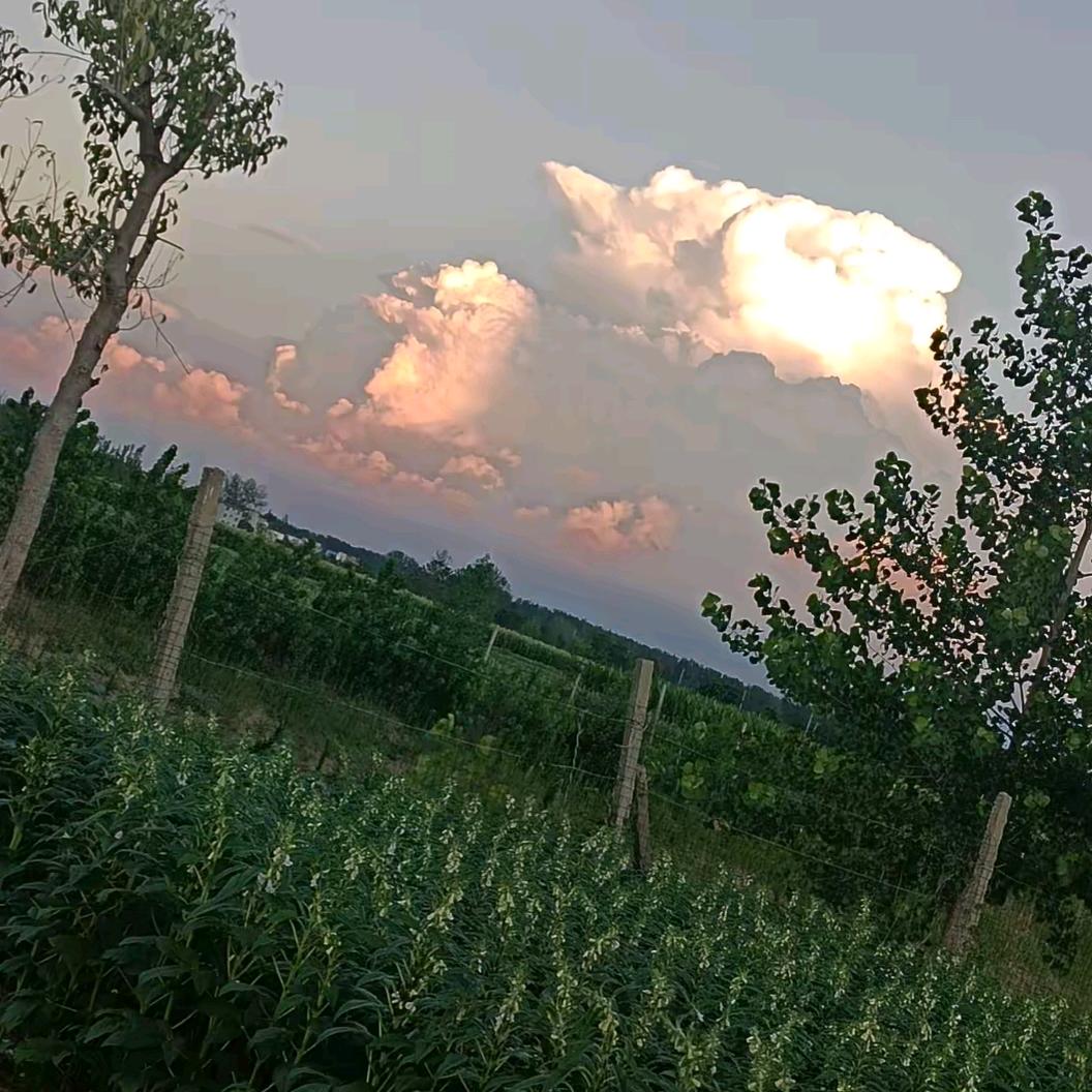 杨加兵
