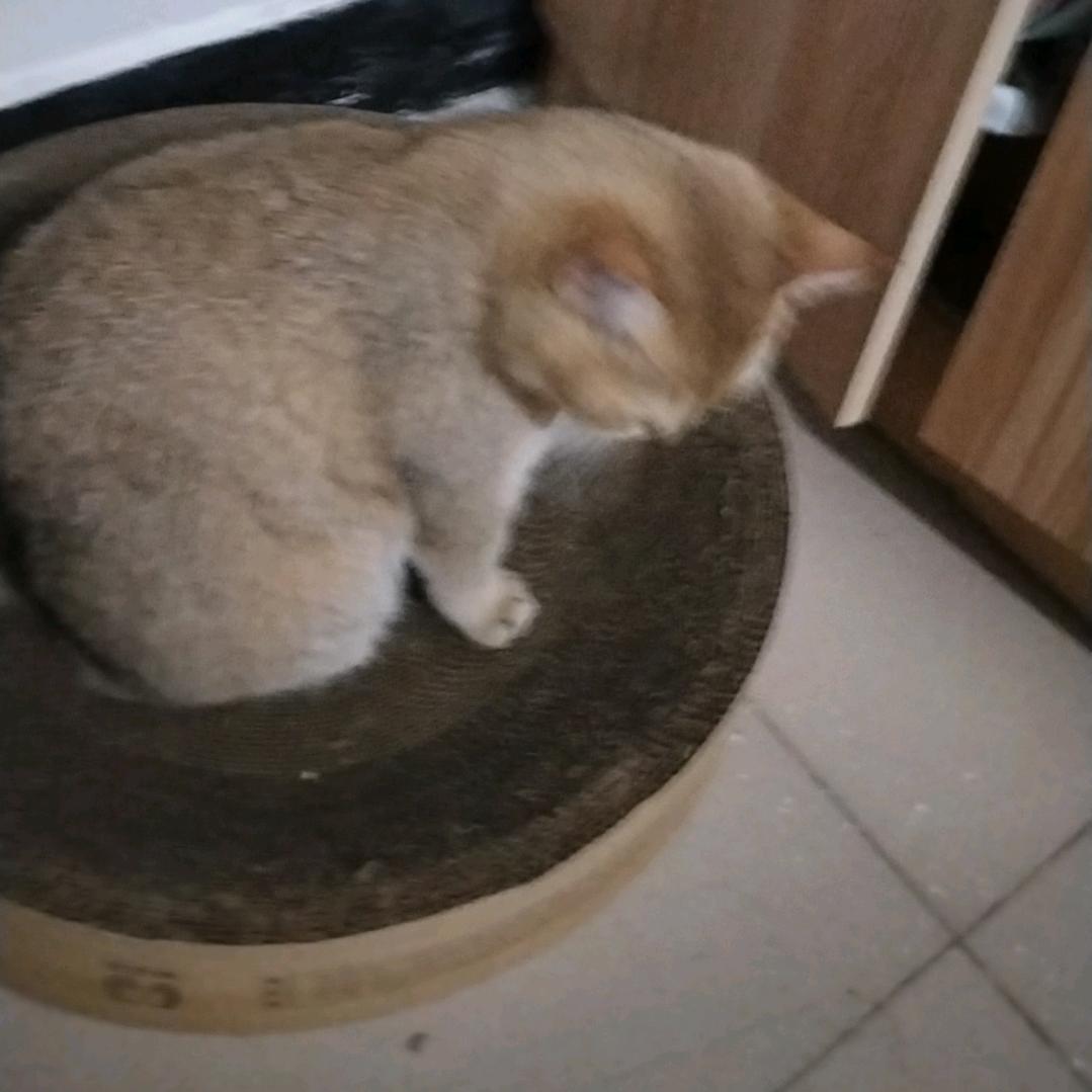 焦糖