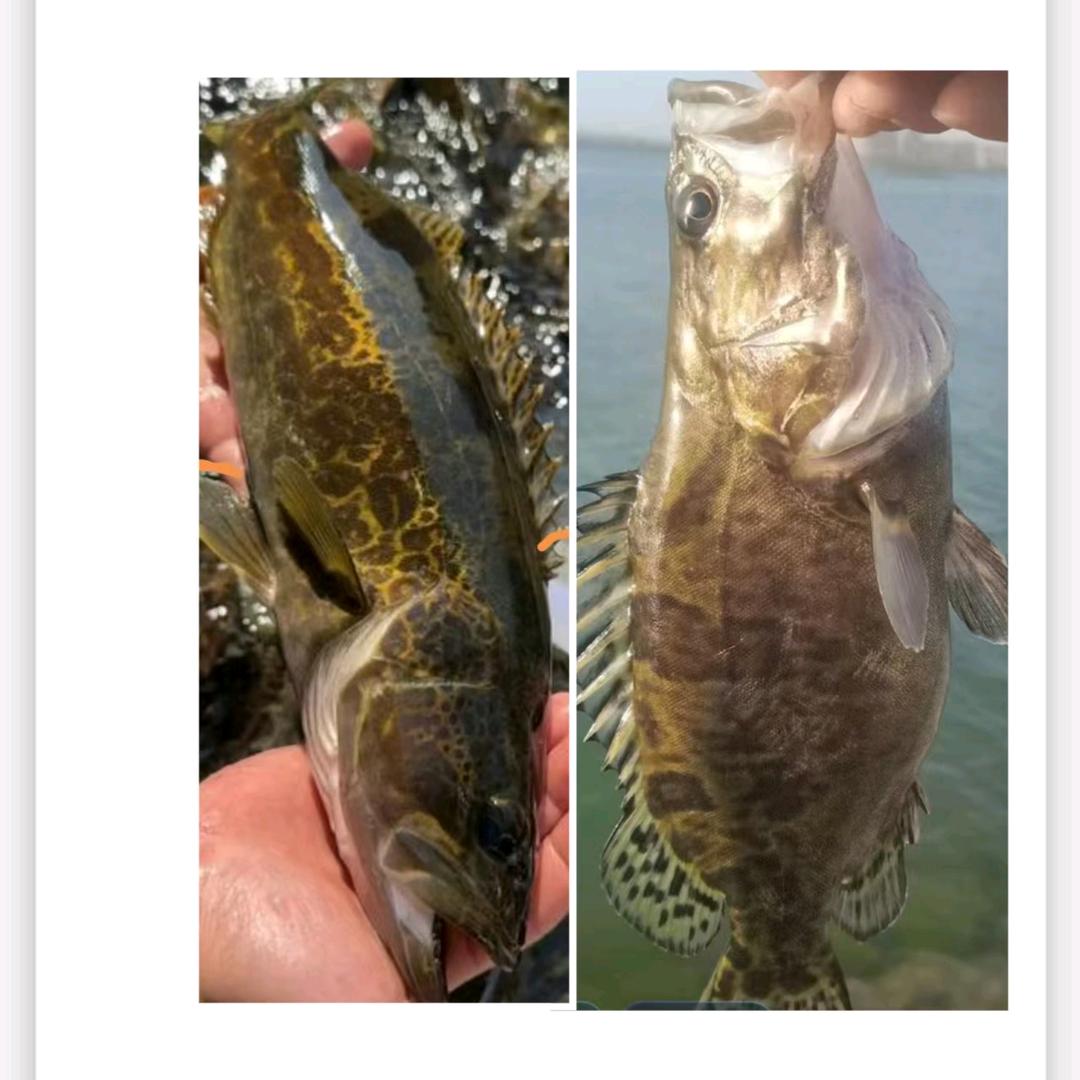 淡 水 河→魚*🦐→供应