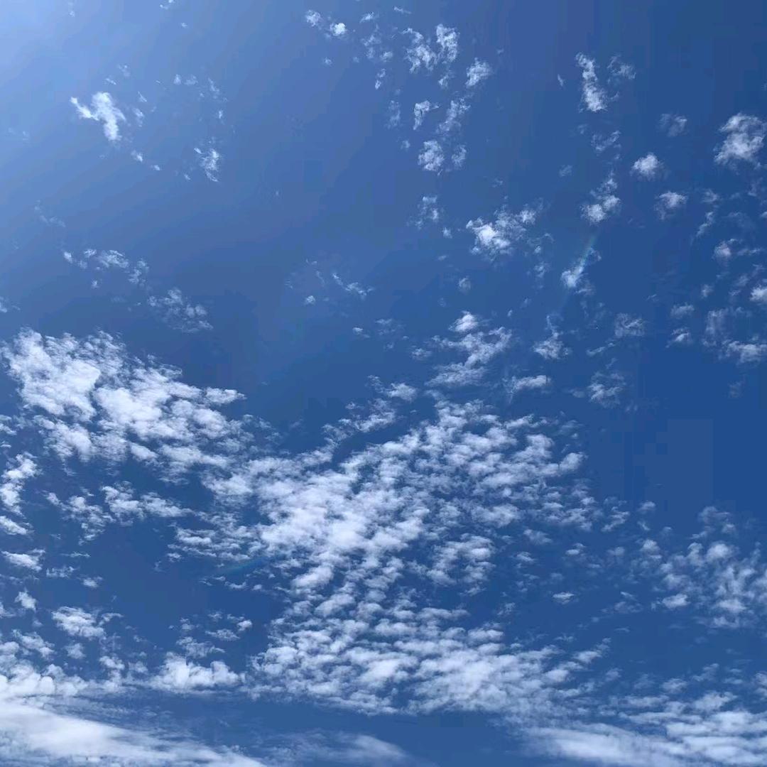 小趴菜