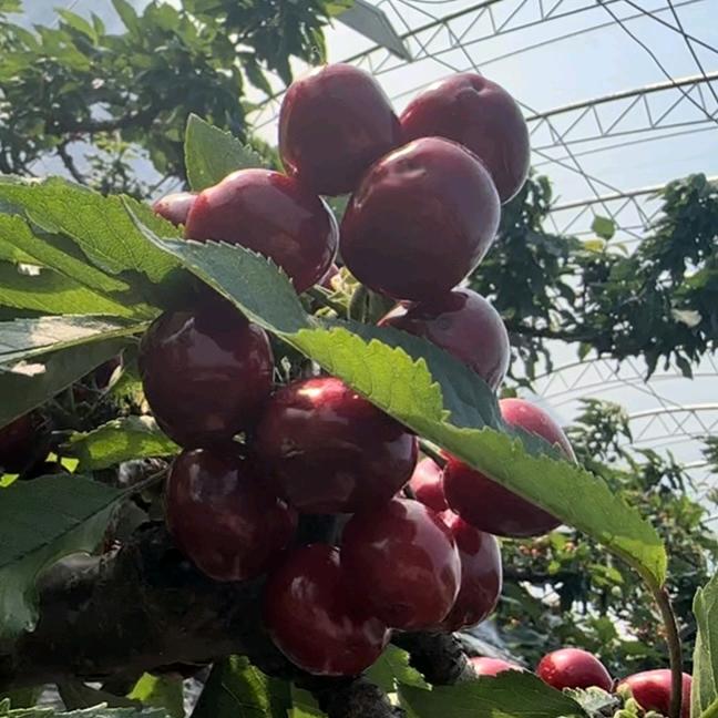 山水鲜生水果精选