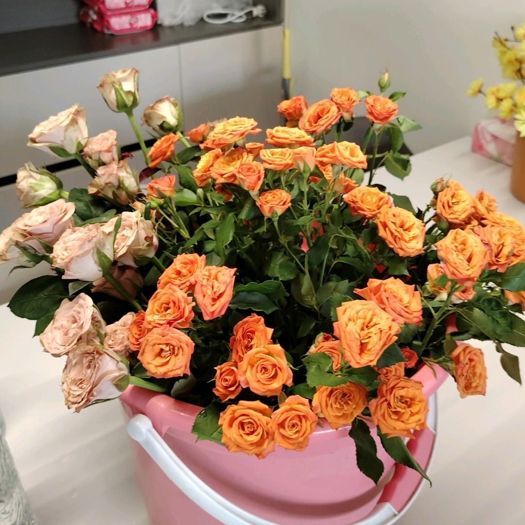 小苹果