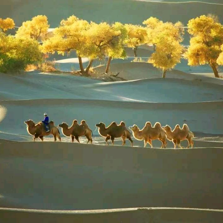 庆阳市正宁县胡杨王酒业