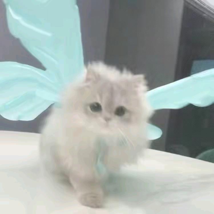 🐰🐰🐰.