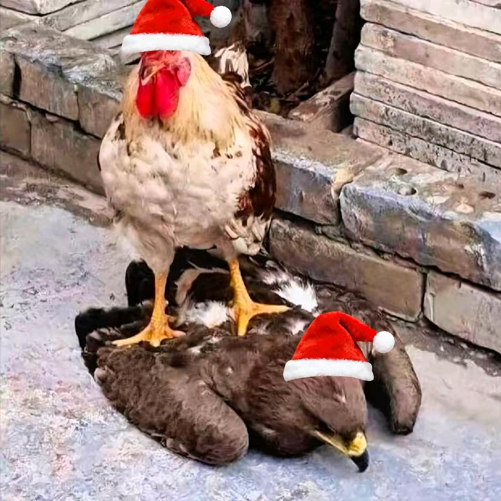 战斗鸡🐔