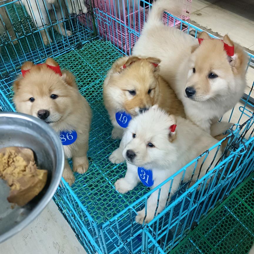 广西田园犬 .白土松（小吉）