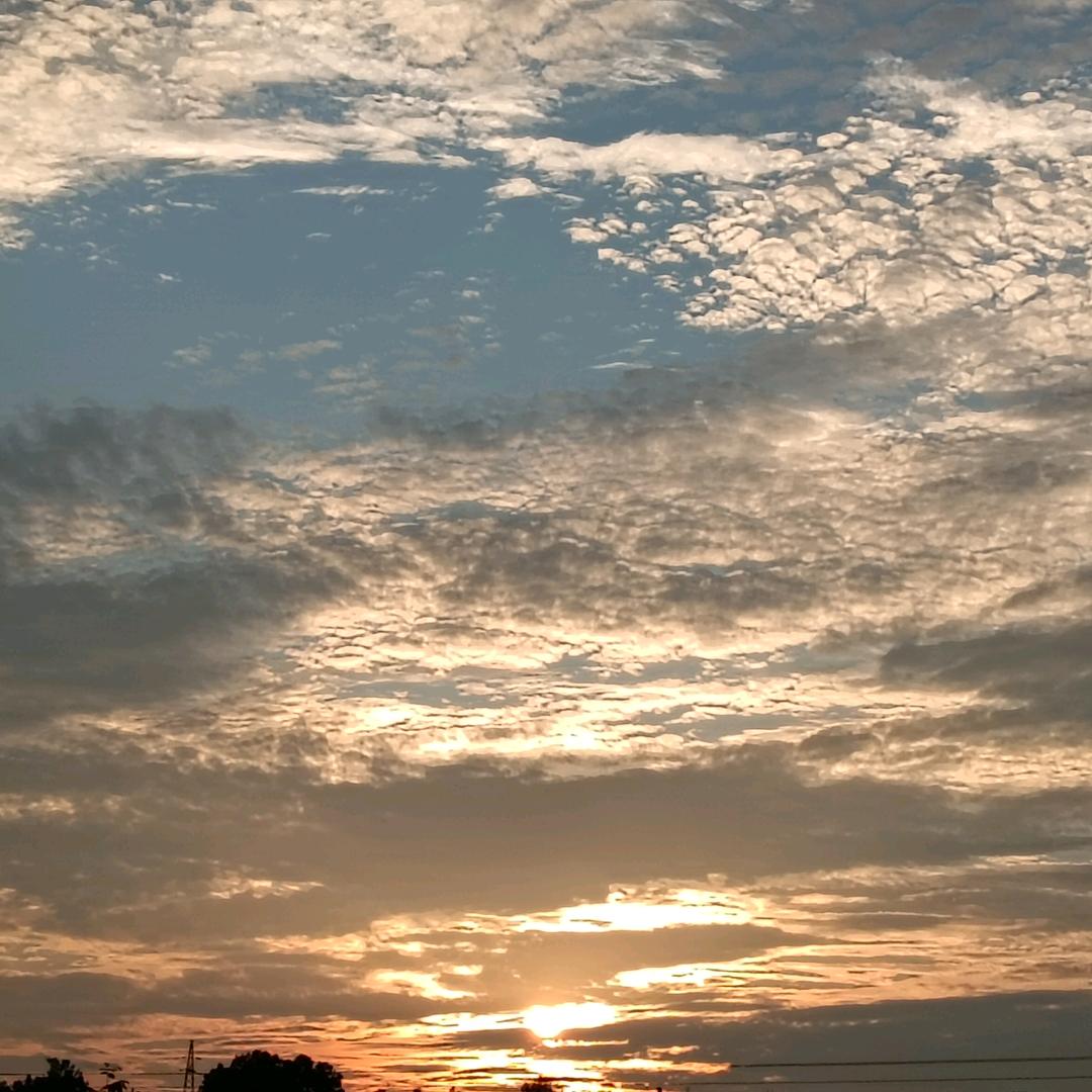 美丽的日落小鼠