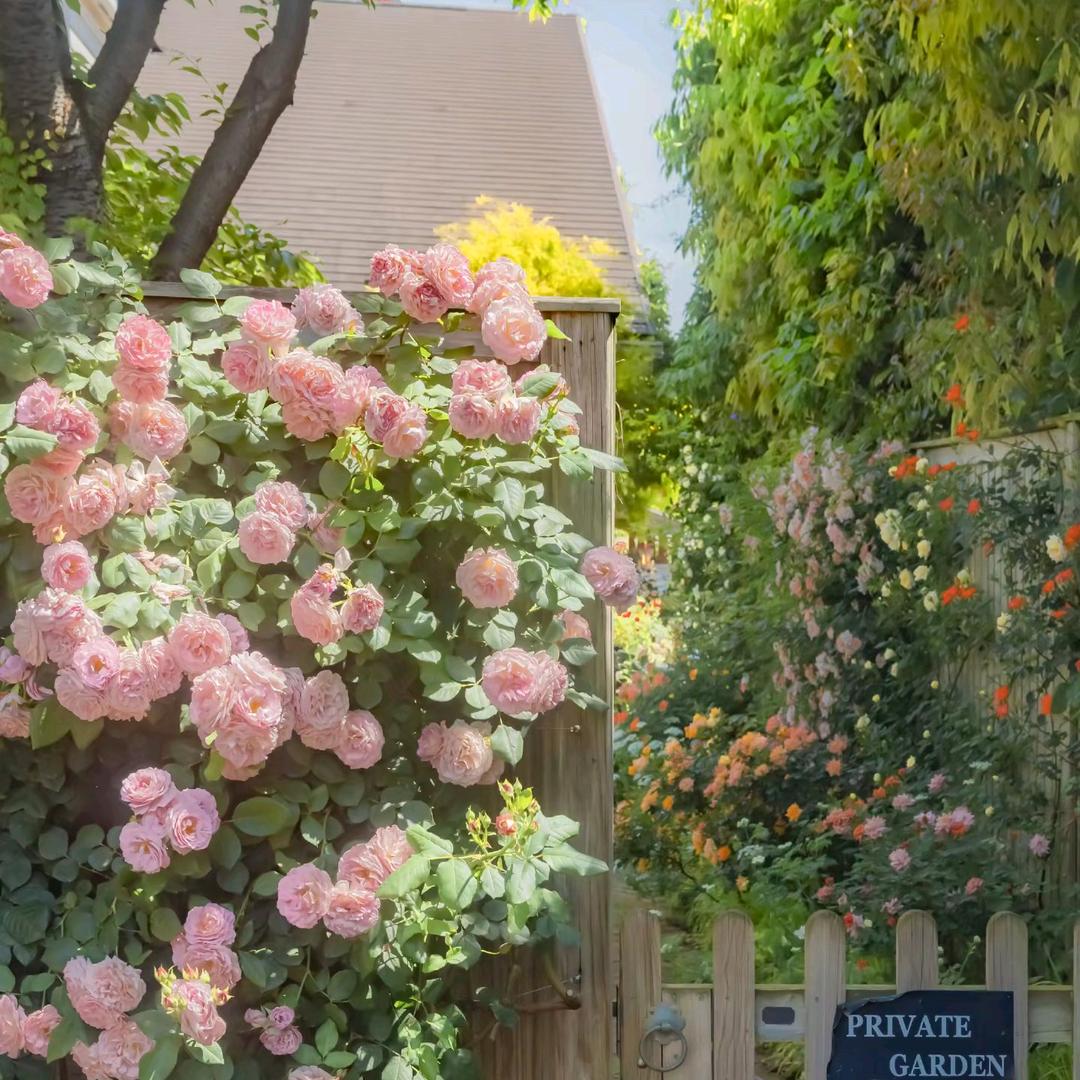 岁月《谢决连赞》