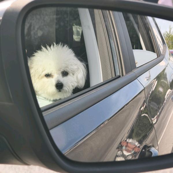 可乐小dog