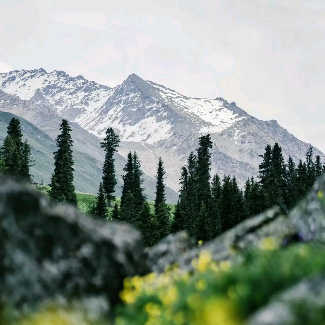 ❄🌲