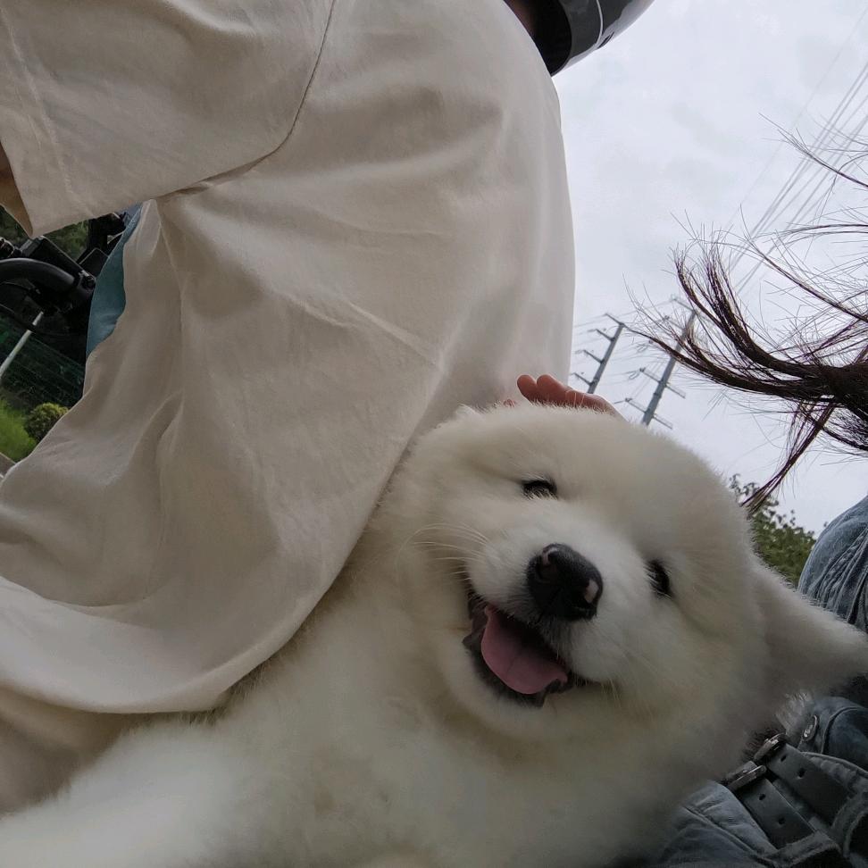 椰汁是个狗