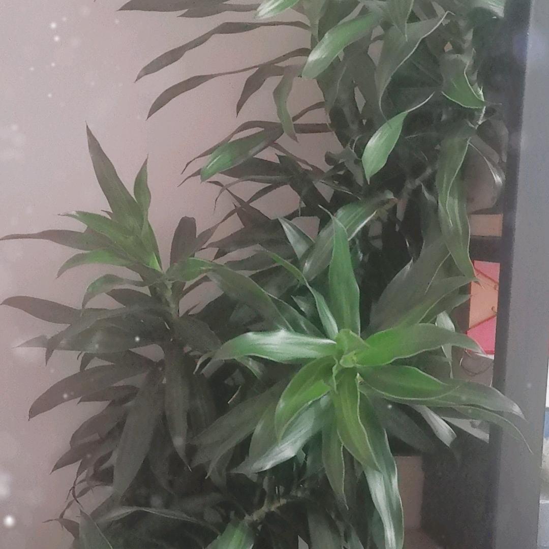 清风。。。