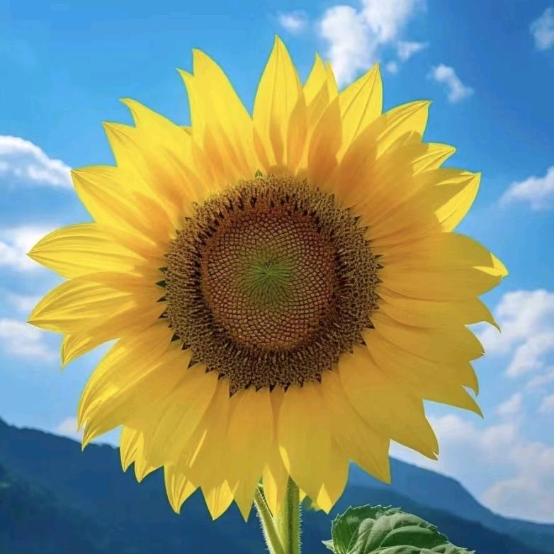 多乐派🥧正能量