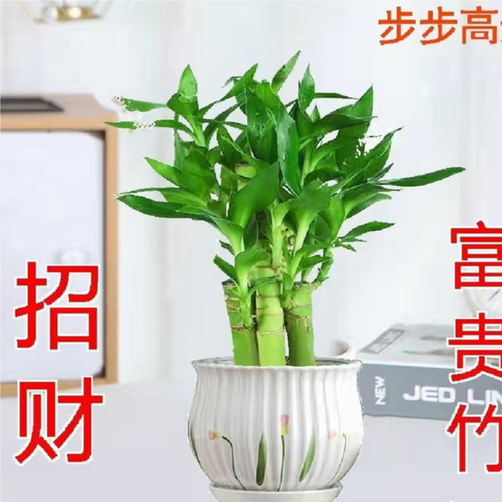 黄姑娘，快乐常在