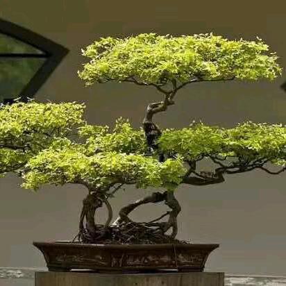 喜羊羊