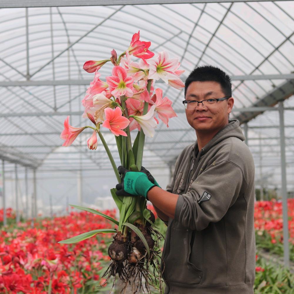 宁波路风自育朱顶红花卉基地