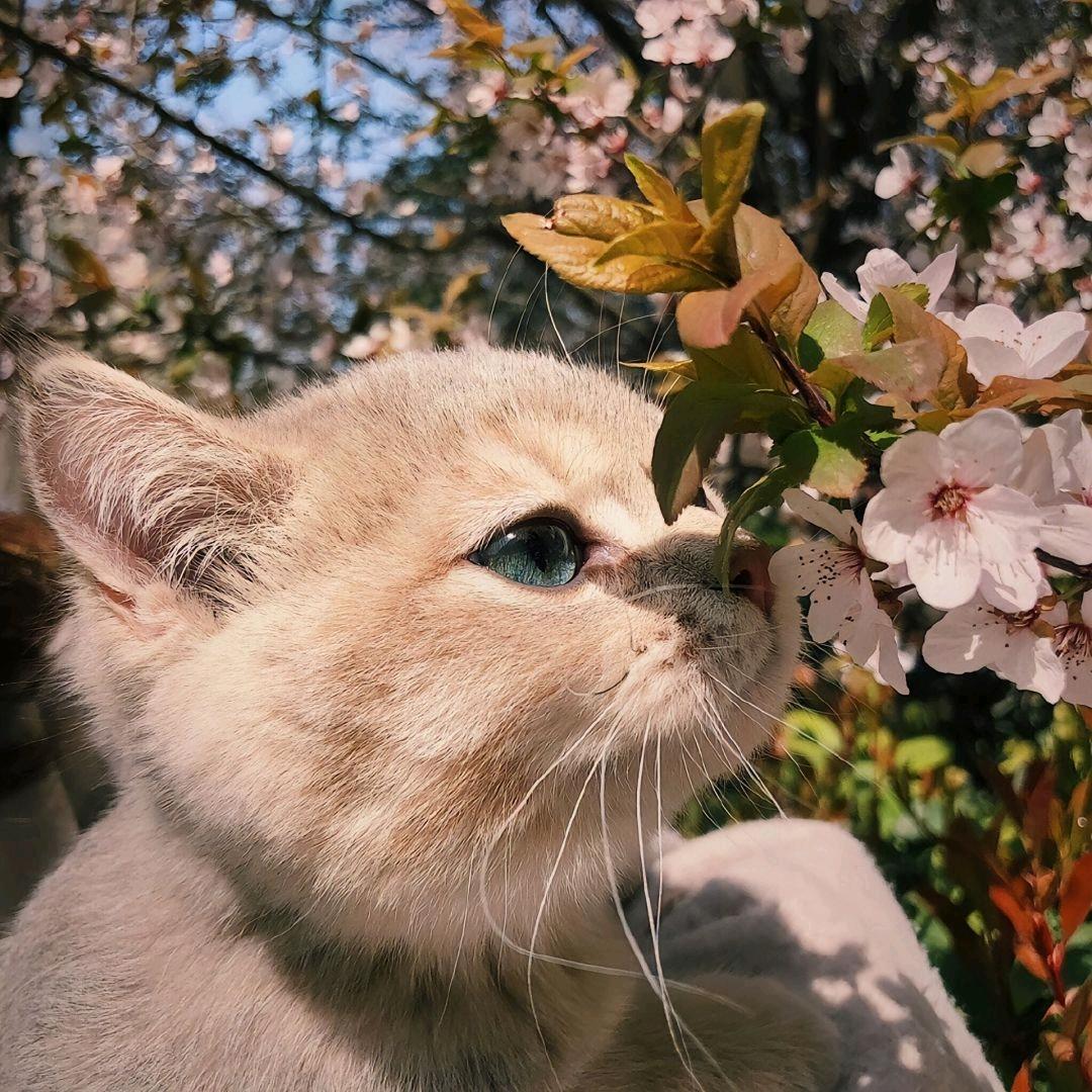 小枫