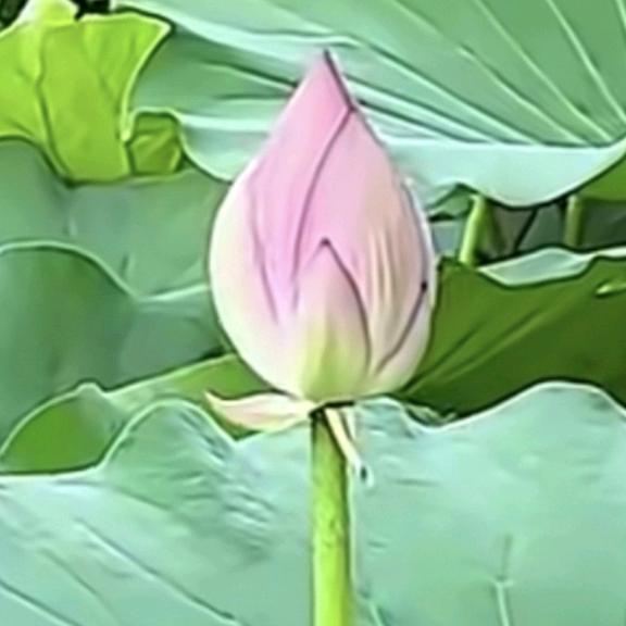 一叶提财神中国吾言将来世界