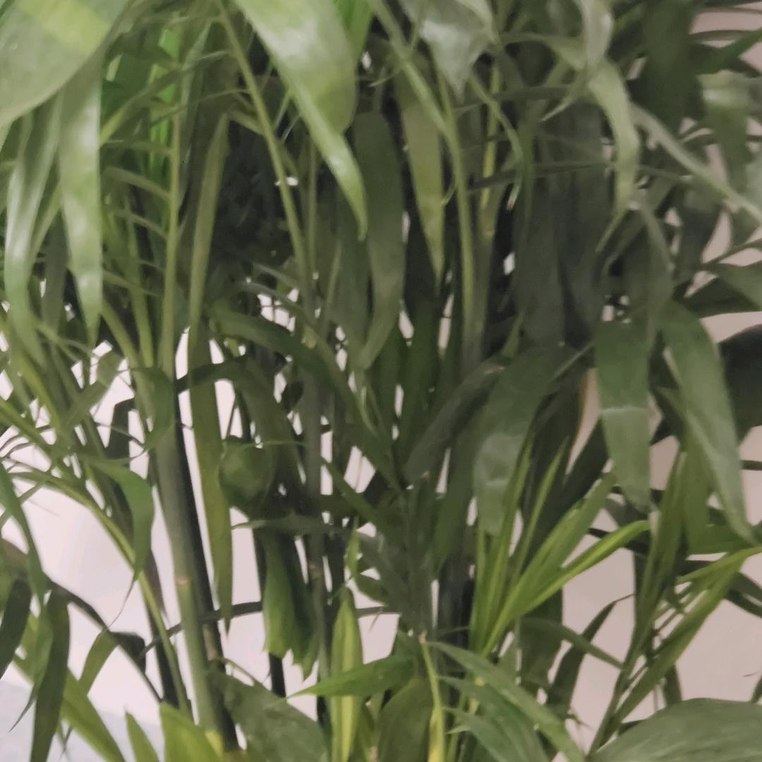 范
