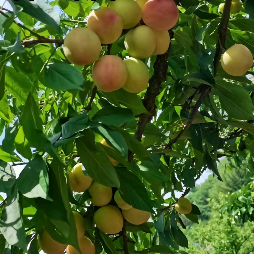 甄选川渝农特产