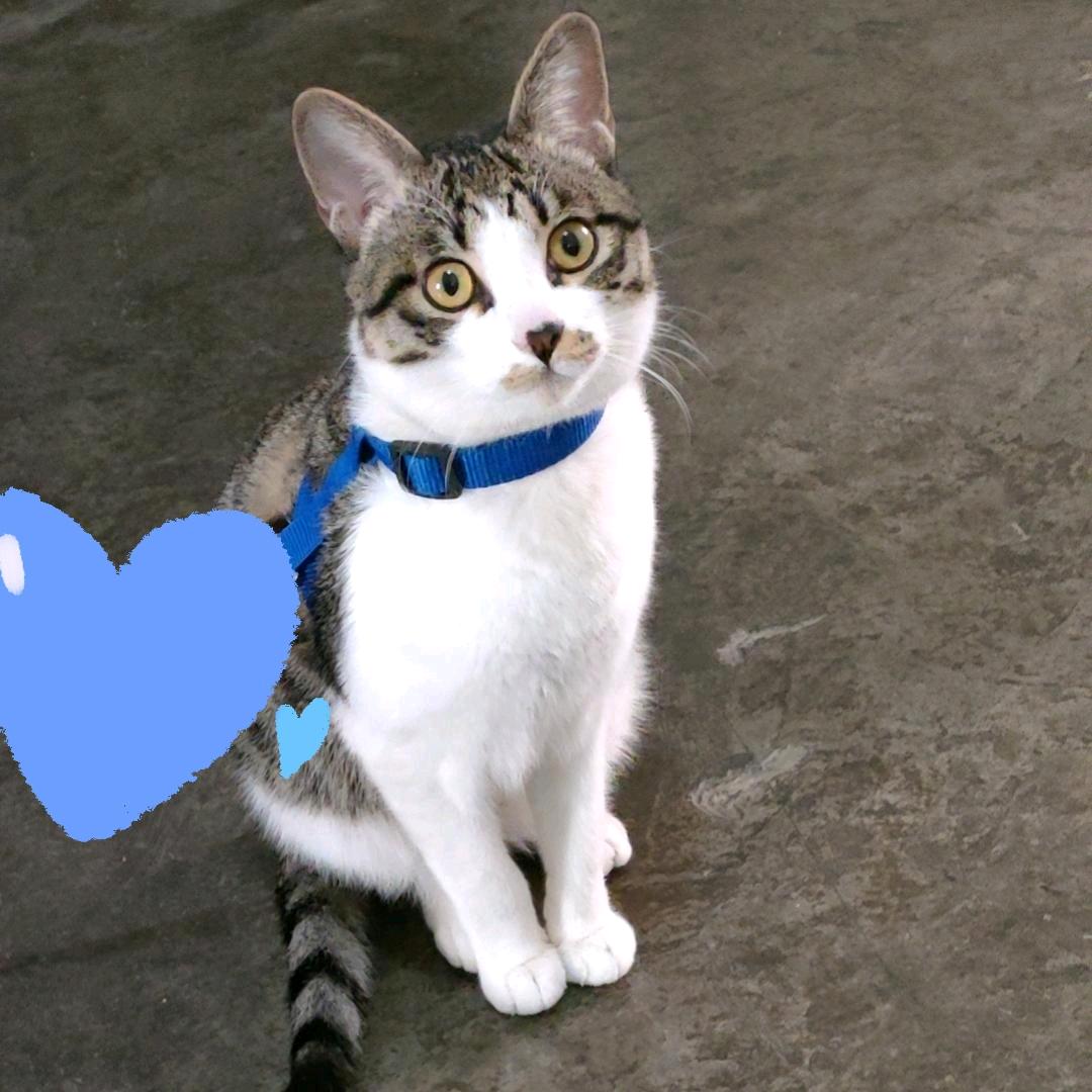 大狸是只猫🐱