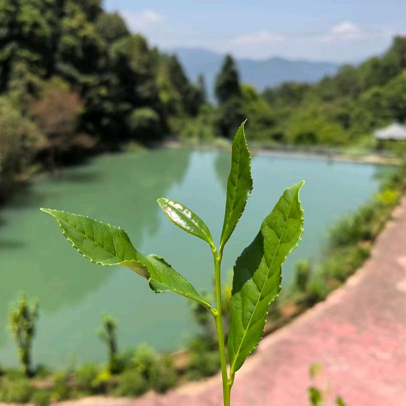 茶享时