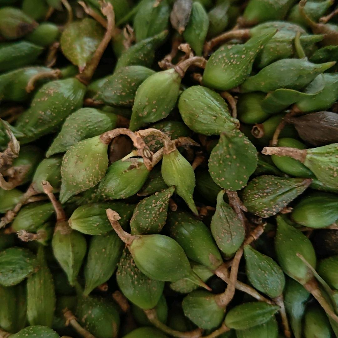 豫西药材花椒购销黑萍