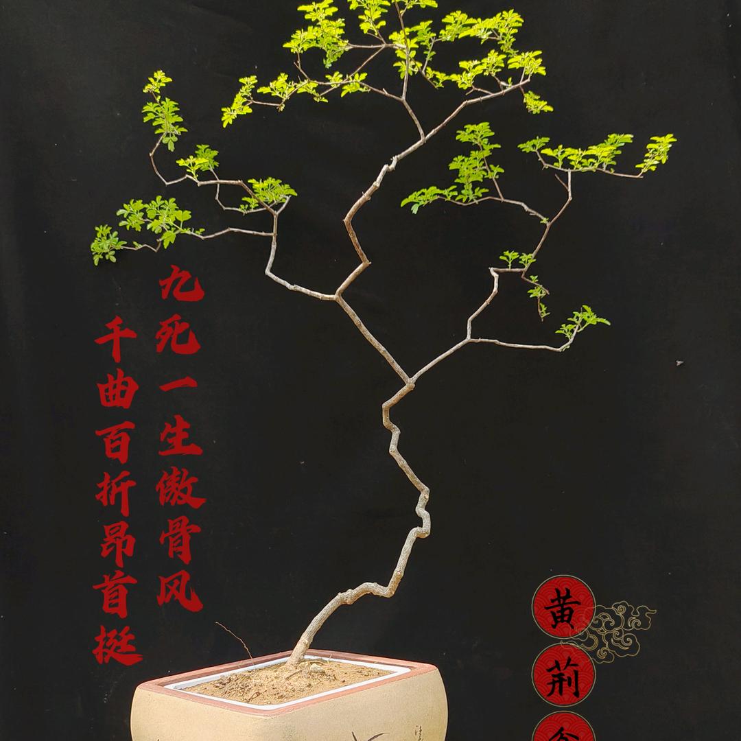超然，青州润彩花卉苗木