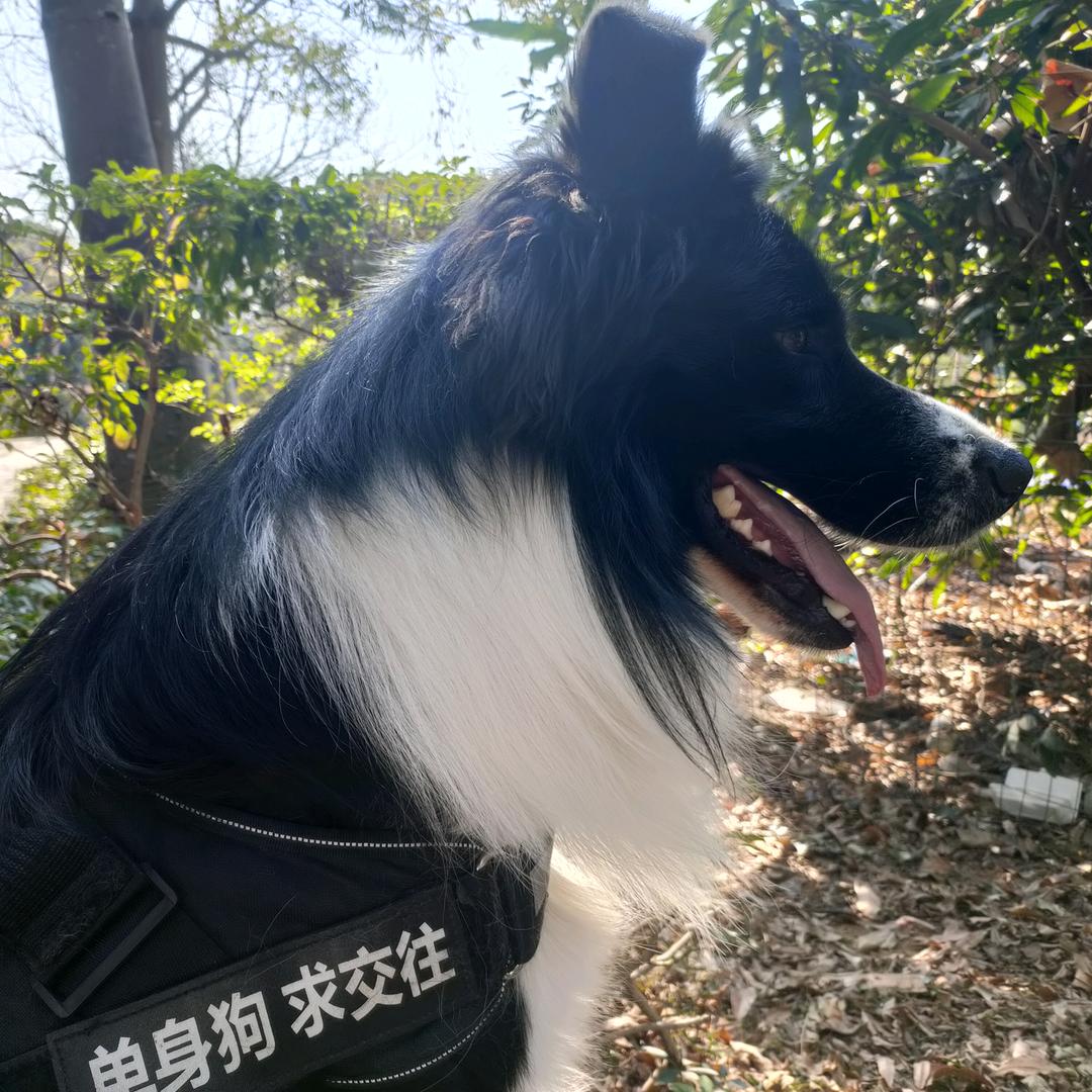 树荫下透着月光📸