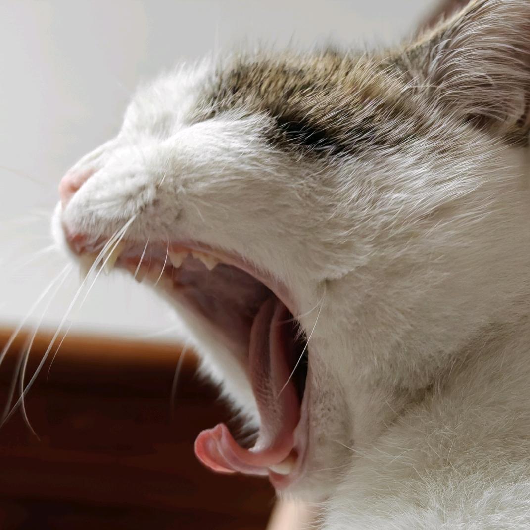 马壮牛强心飞扬