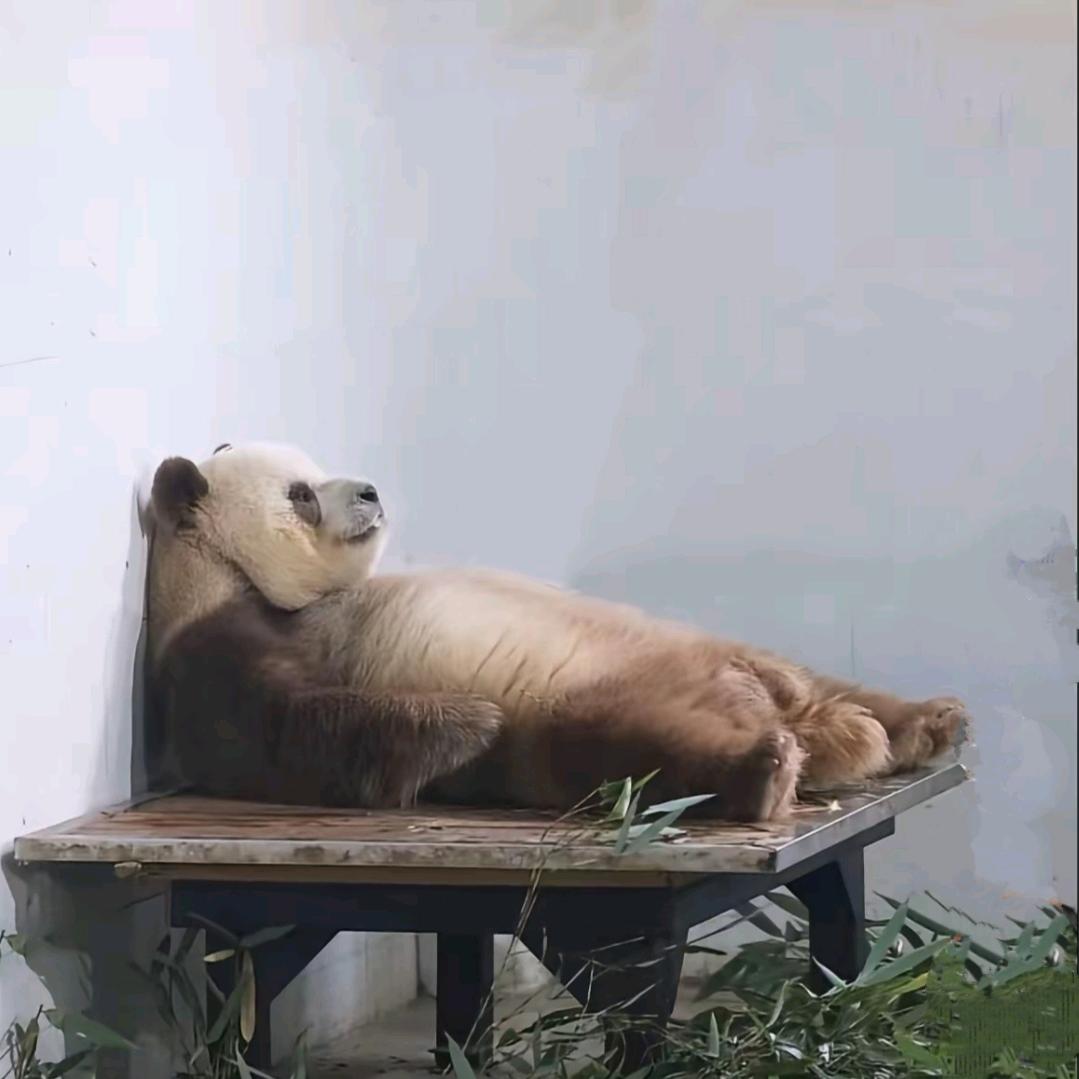 🐼🐼