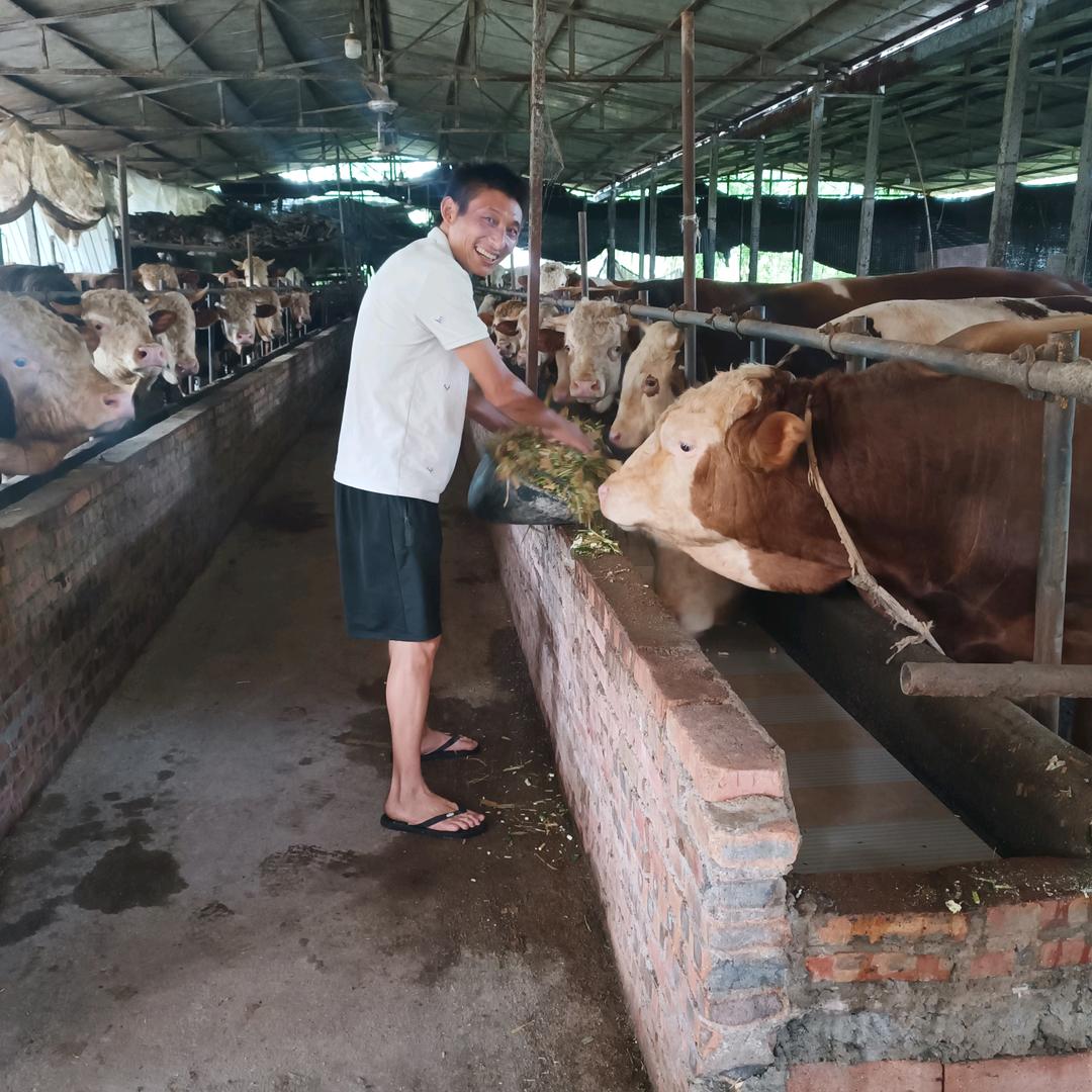 正宗黄牛肉