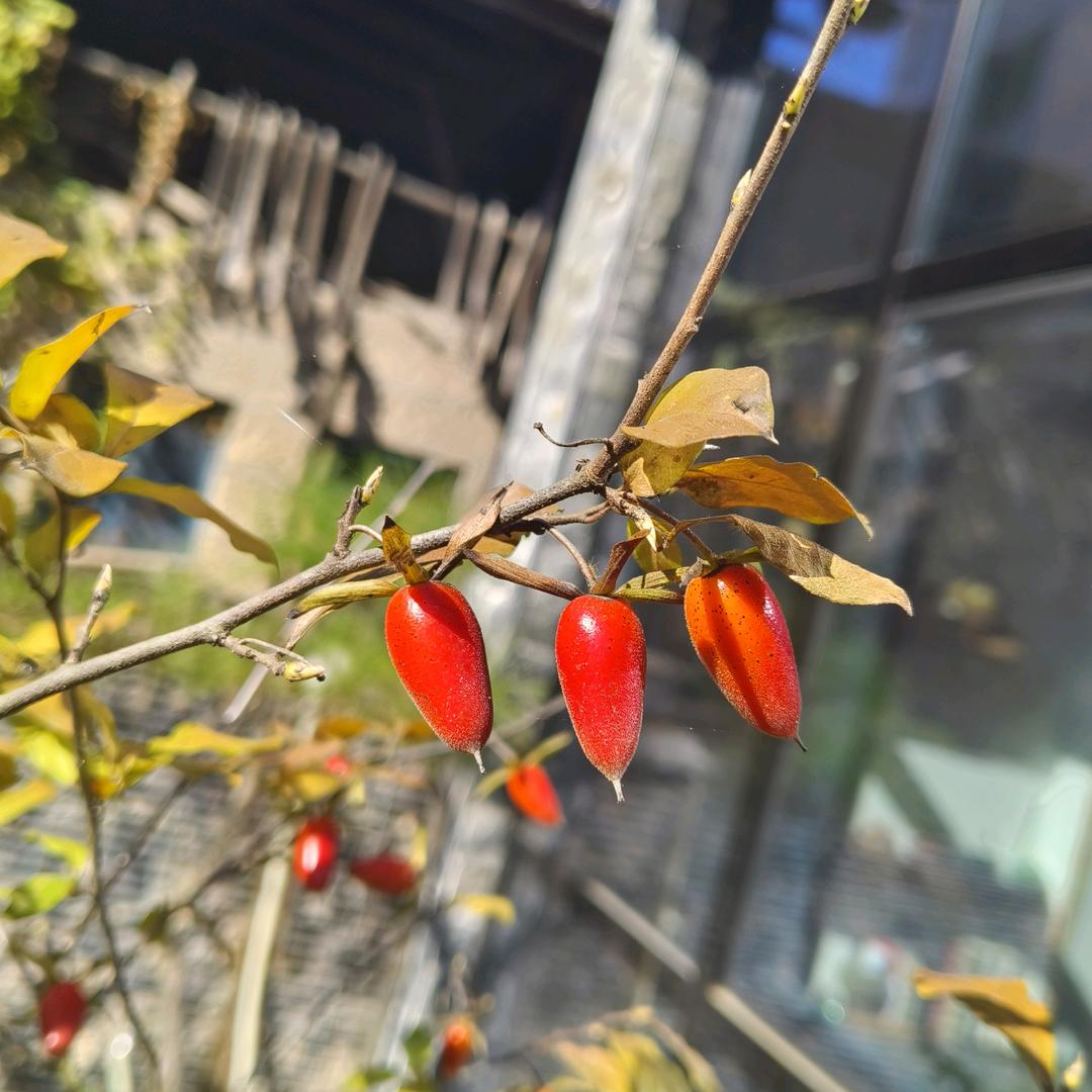 芳妹妹农场