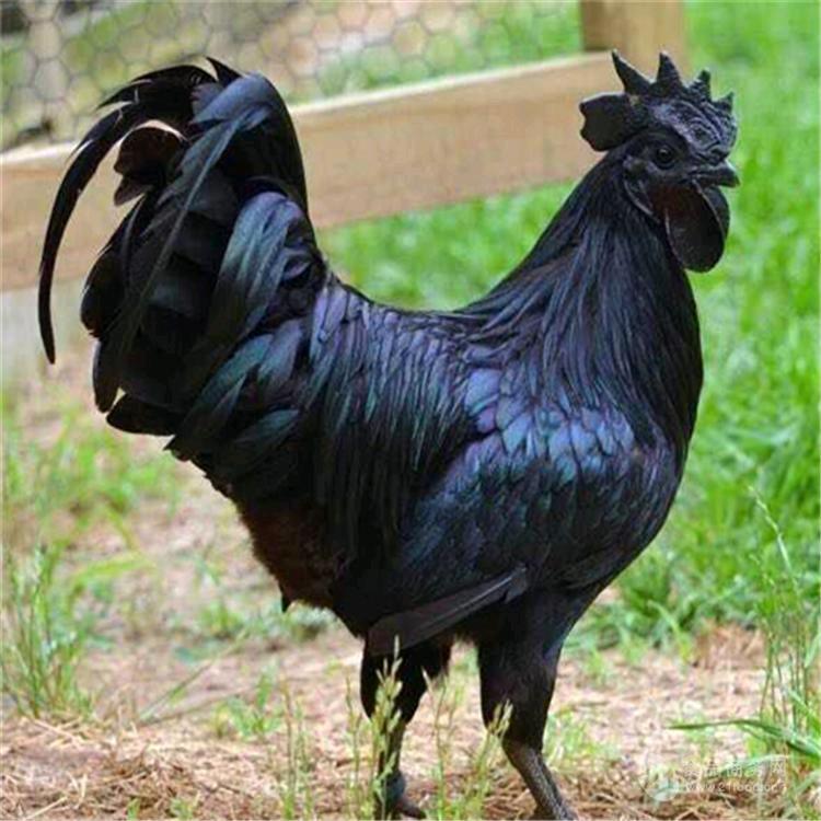 一诺农场