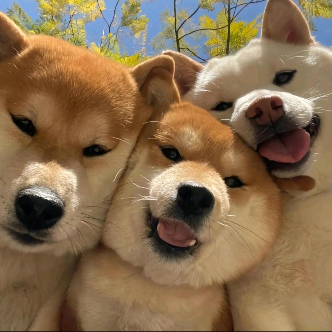 云吞吞吞等 21.4W 人