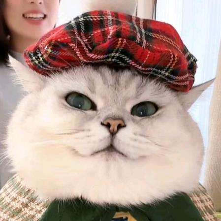 芬儿头是猫猫