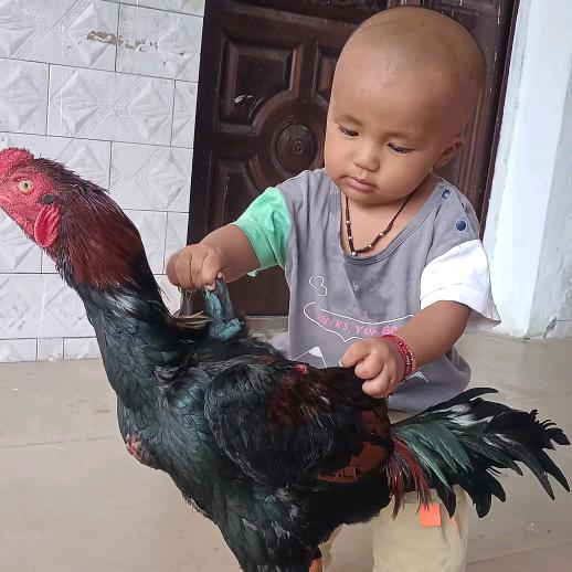 孟定淋雨泰系魔法🔥🐔🔥