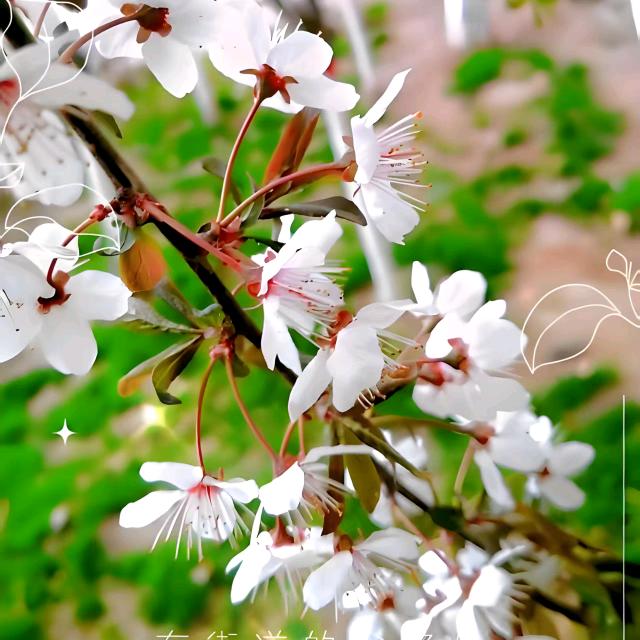 🥀ℒᎭℯ随遇而安ꦿ҉᭄࿚ནོ¹