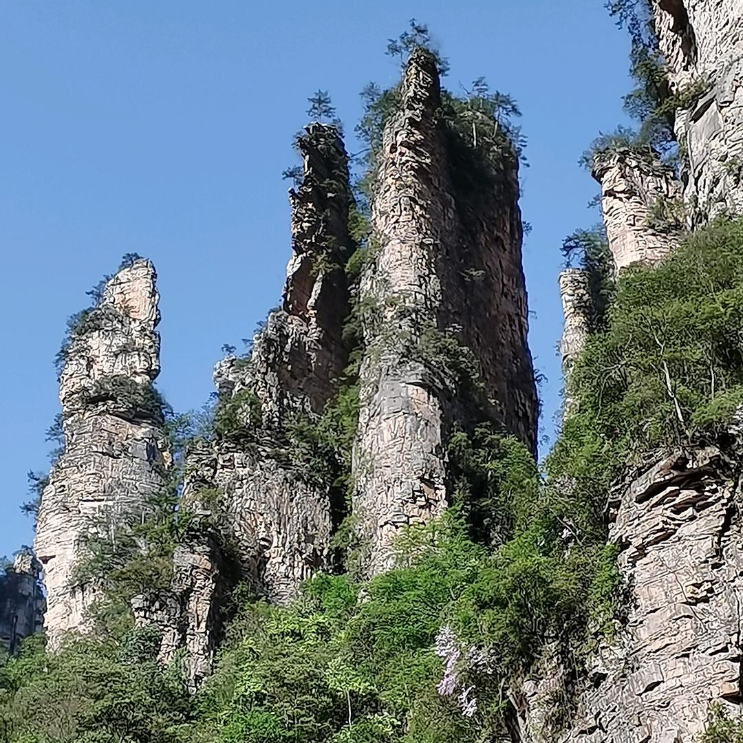 勿忘我