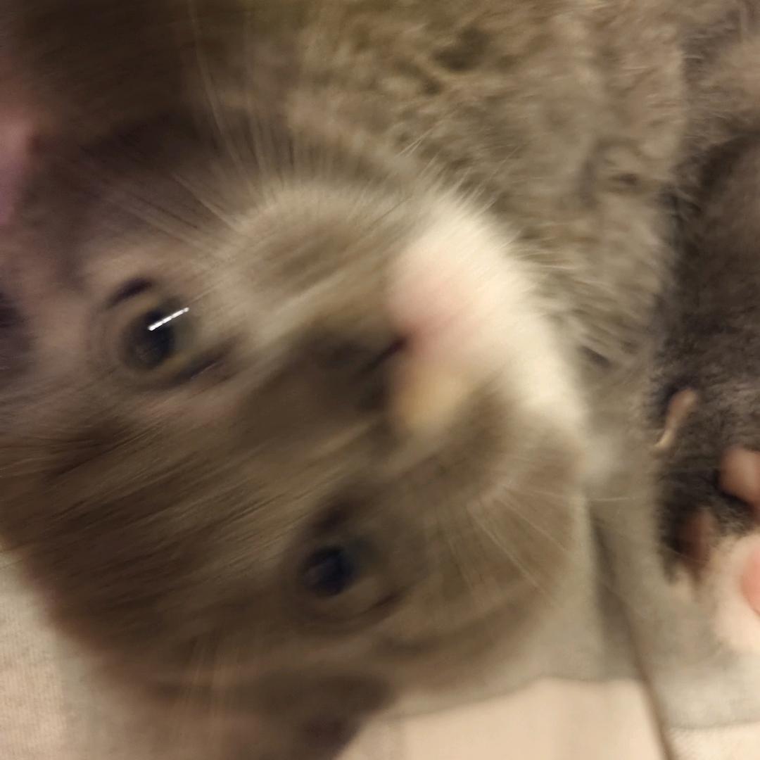 一朵风中摇曳的水仙花