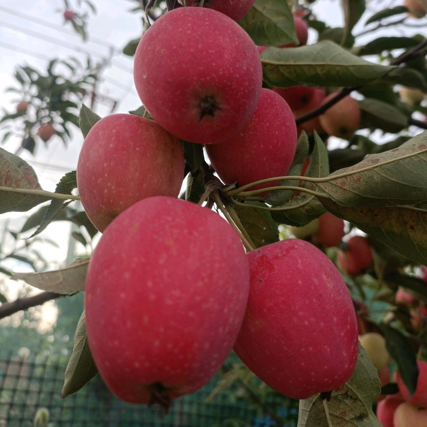 百世陶然家庭农场