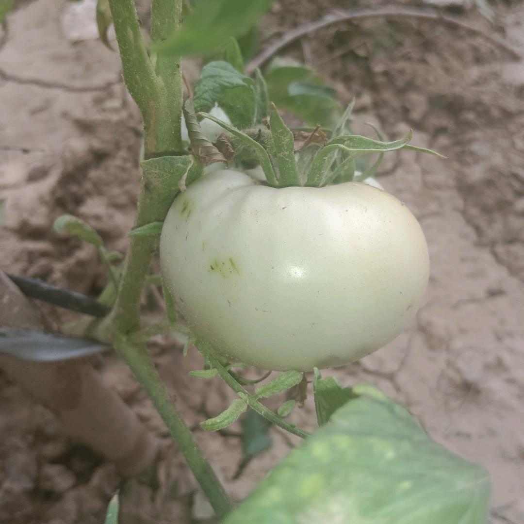 我在河北