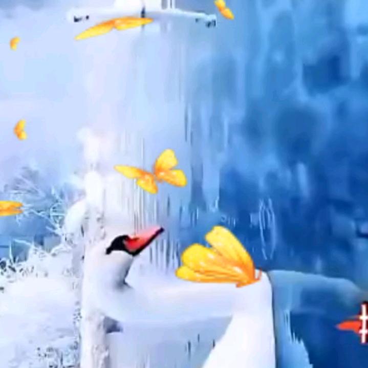 55569156817